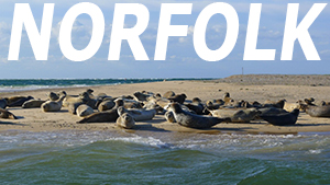 seals-1024x576 copy