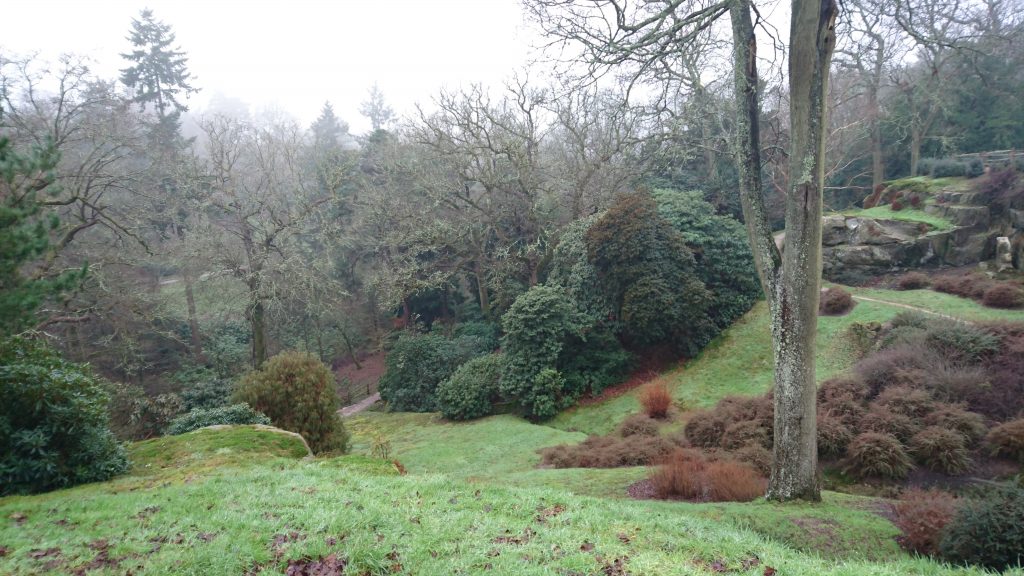 The Himalayan Glade